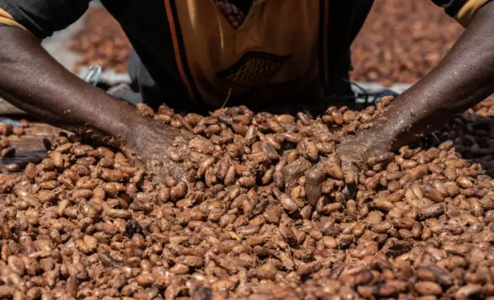 Κακάο: Η μεγαλύτερη πτώση τιμής σε 2 χρόνια λόγω καιρού