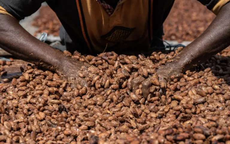 Κακάο: Η μεγαλύτερη πτώση τιμής σε 2 χρόνια λόγω καιρού