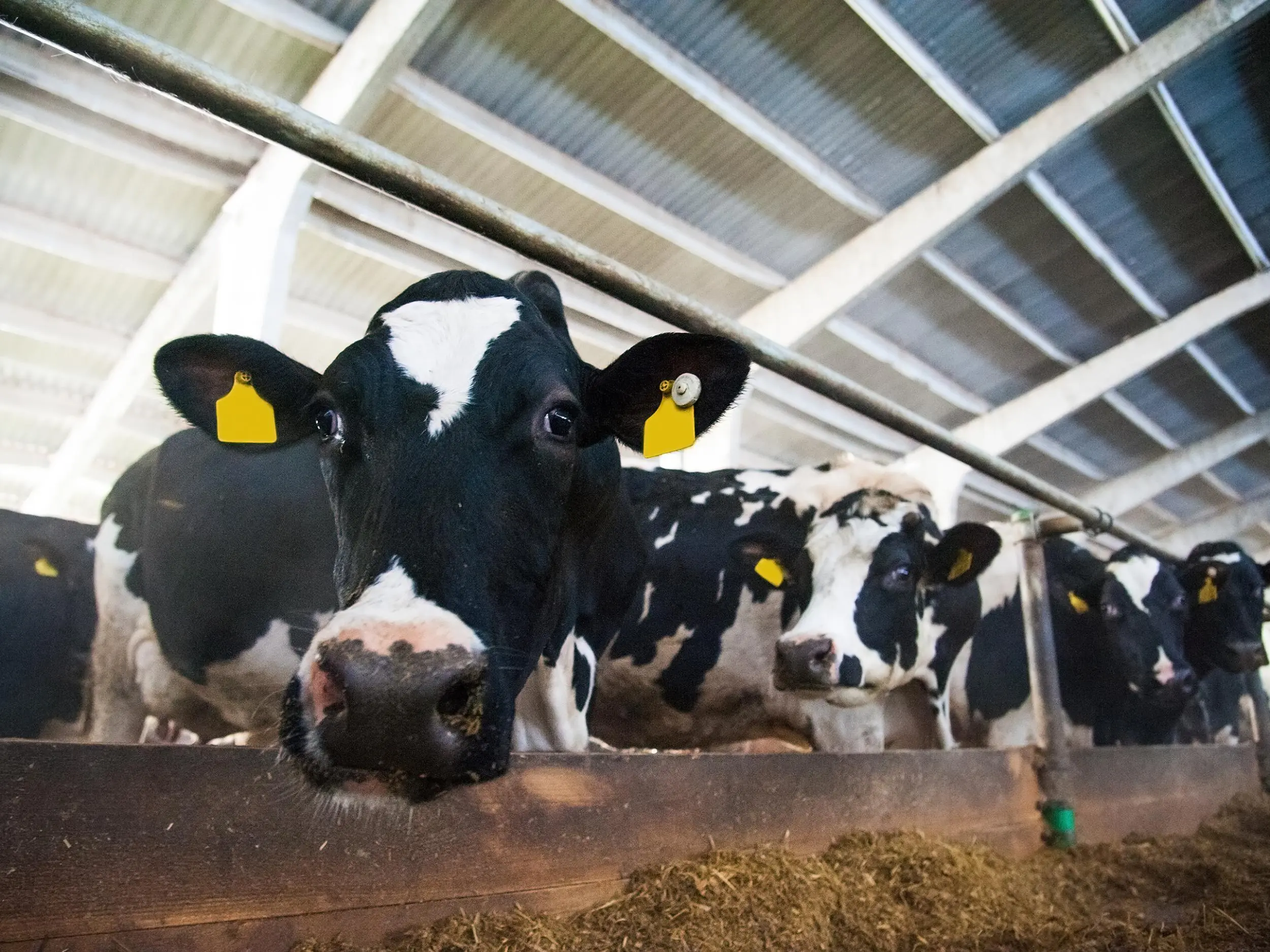 Κανονικά η παραγωγή κρέατος στην ΕΕ παρά τον κορωνοϊό