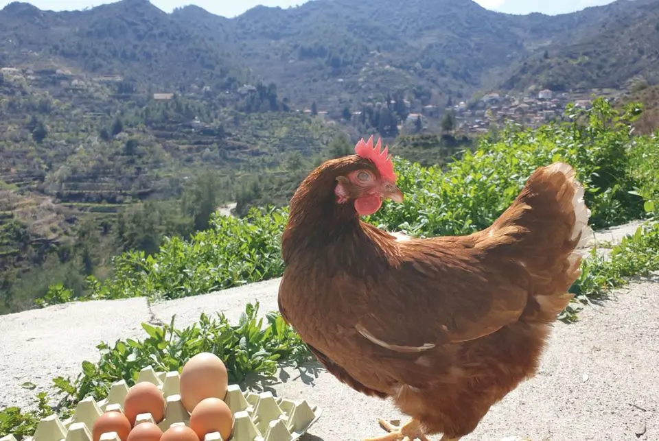 Αυγά Αχυρώνα Ασκάς - Σύγχρονη & Αναβαθμισμένη φάρμα με στήριξη της ΚΑΠ