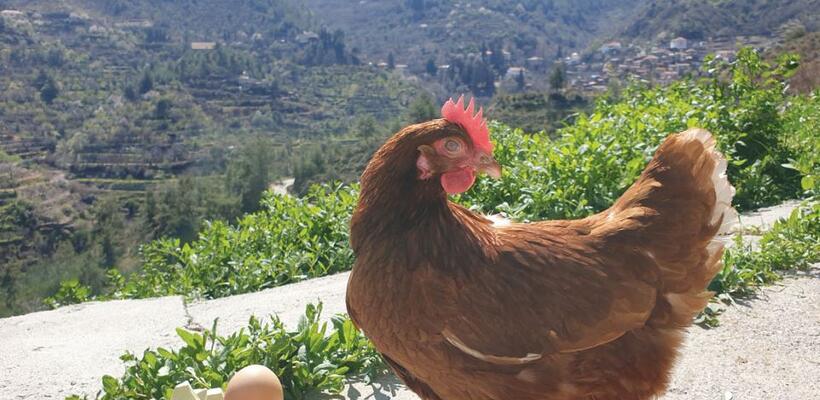 Αυγά Αχυρώνα Ασκάς - Σύγχρονη & Αναβαθμισμένη φάρμα με στήριξη της ΚΑΠ