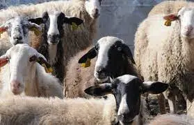 Πρόστιμο €25.000 και 14 αδήλωτοι εργαζόμενοι στην κτηνοντροφία