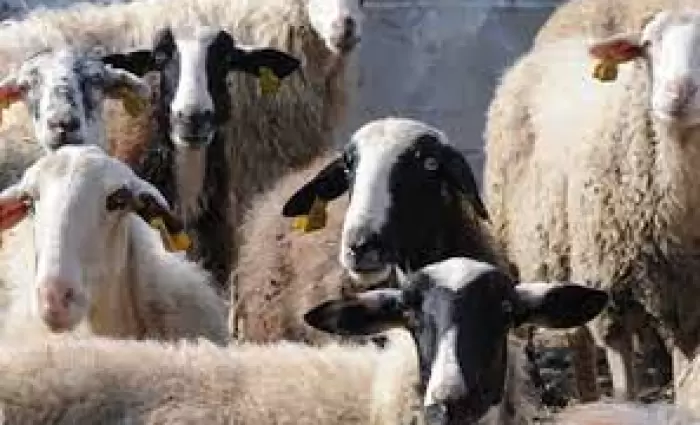 Πρόστιμο €25.000 και 14 αδήλωτοι εργαζόμενοι στην κτηνοντροφία