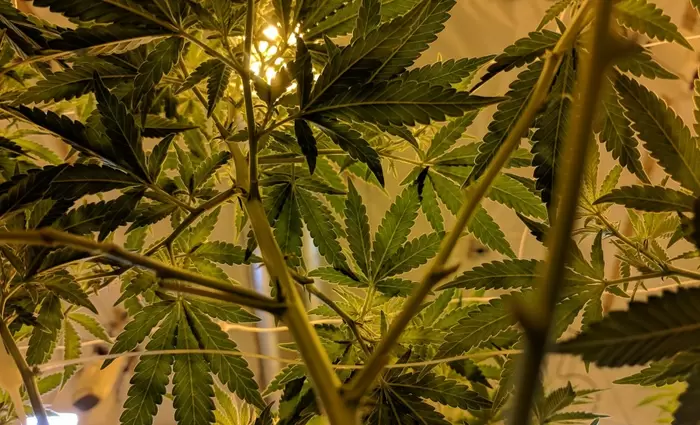 Σε ελεύθερη πτώση οι μετοχές εταιριών κάνναβης