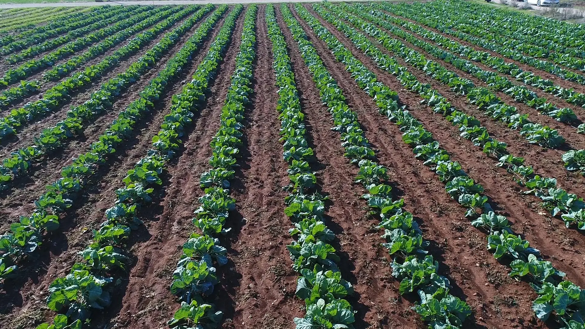 Απαλλάσσονται οι γεωργοί από ενοίκια για το 2020-21