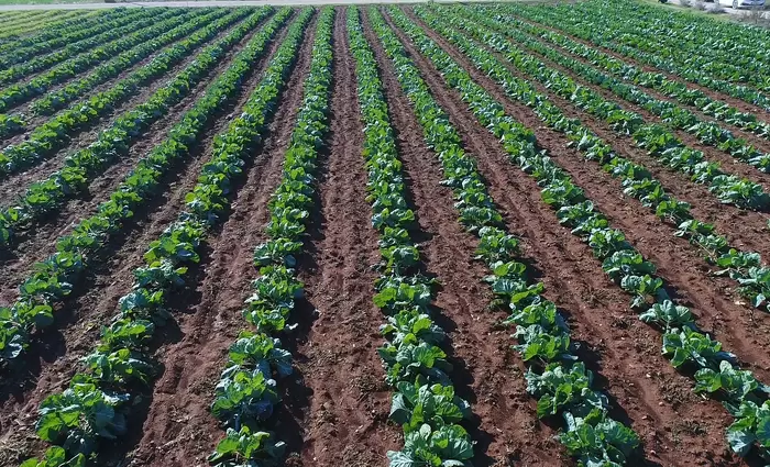 Απαλλάσσονται οι γεωργοί από ενοίκια για το 2020-21