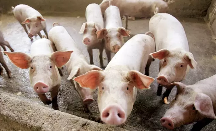 Κίνα: Σημαντική μείωση 5,5% στην παραγωγή χοιρινού κρέατος