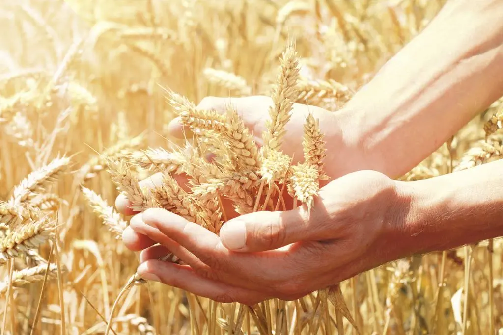 Οι ανάγκες του κόσμου για τροφή θα αυξηθούν κατά 80%