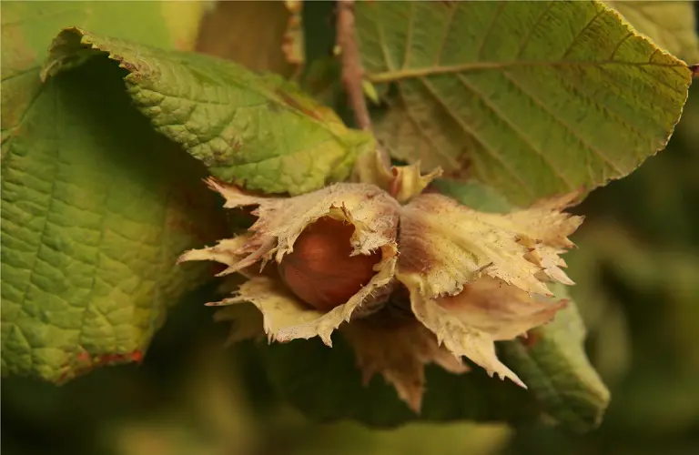 Στις €80.000 ετησίως η αξία παραγωγής φουντουκιών
