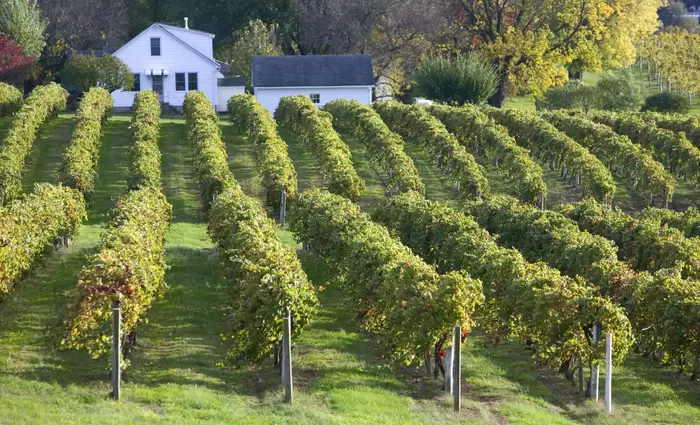 Η κλιματική αλλαγή φέρνει αμπελώνες στην  Νορβηγία (video)