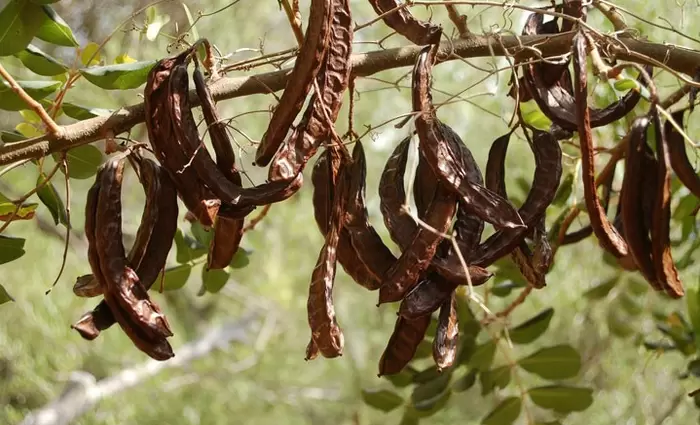 Υπ. Γεωργίας: Απαγορεύεται η συλλογή χαρουπιών πριν τον Δεκαπενταύγουστο