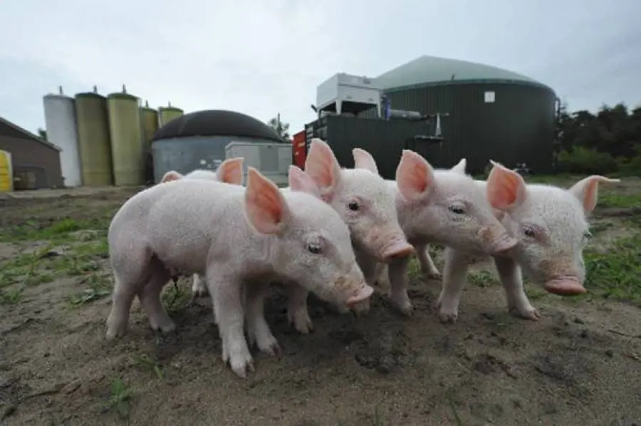 Πως η γρίπη των χοίρων επηρεάζει την οικονομία;