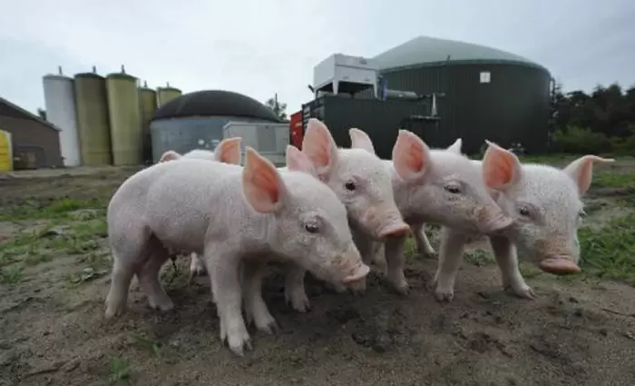 Πως η γρίπη των χοίρων επηρεάζει την οικονομία;