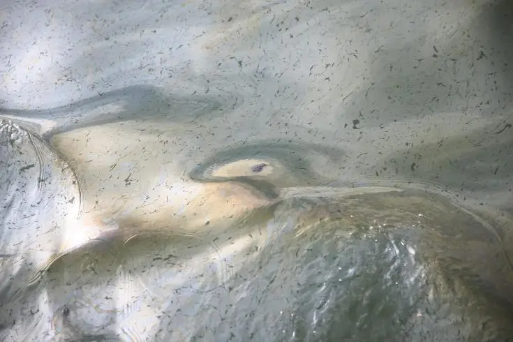 Περίπου 40.000 λίτρα πετρελαίου διέρρευσαν ανοιχτά της Χιλής 