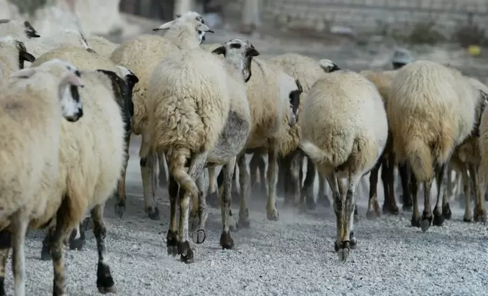 Διέξοδος σε κτηνοτρόφους για εξαγωγές στο Ισραήλ