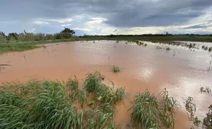 Τεράστια καταστροφή στις πατατοκαλλιέργειες της ελεύθερης Αμμοχώστου