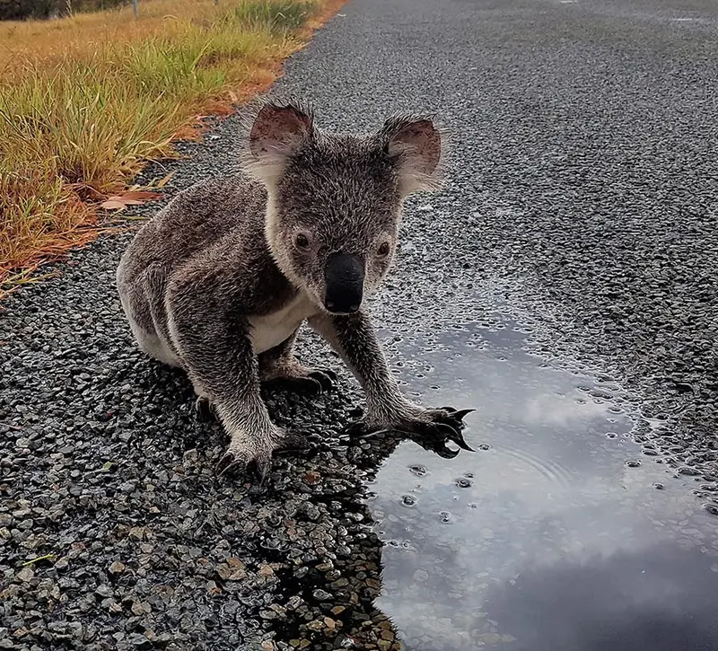WWF: Σχεδόν το 70% της άγριας πανίδας εξαφανίστηκε από το 1970
