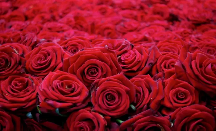 Γιατί τα λουλούδια στα ανθοπωλεία είναι τόσο ακριβά;