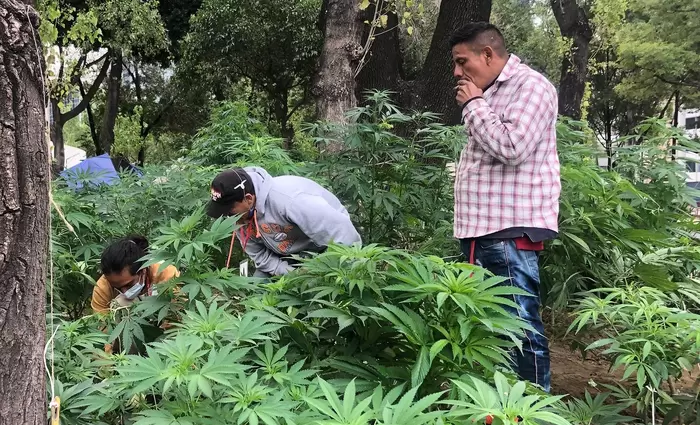 Economist: Το Μεξικό θα γίνει η τρίτη χώρα που νομιμοποιεί την κάνναβη