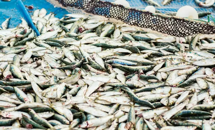 Υπεραλίευση: Απειλεί 600 εκατ. θέσεις εργασίας και το παγκόσμιο εισόδημα