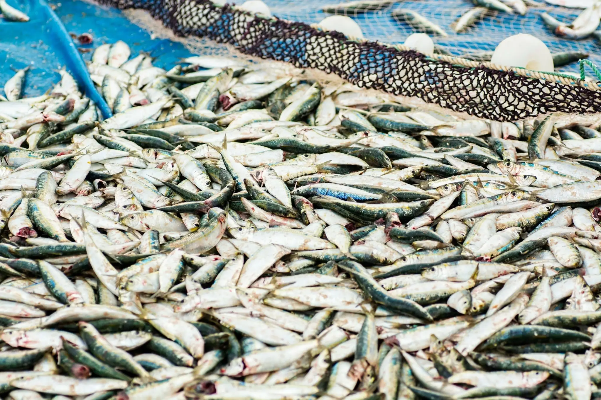 Υπεραλίευση: Απειλεί 600 εκατ. θέσεις εργασίας και το παγκόσμιο εισόδημα