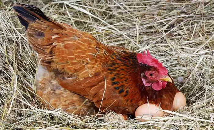 Αυξήθηκαν οι τιμές των αυγών στην Κίνα
