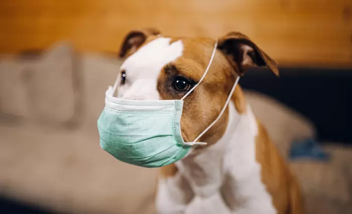 Η «βρετανική» παραλλαγή του κορονοϊού βρέθηκε για πρώτη φορά σε σκύλους και γάτες σε Ευρώπη και ΗΠΑ