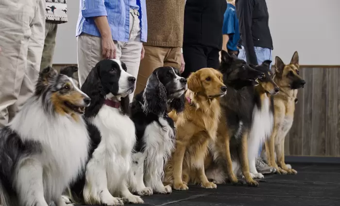 Μη μου τους.. σκύλους (και τους δήμους) τάραττε