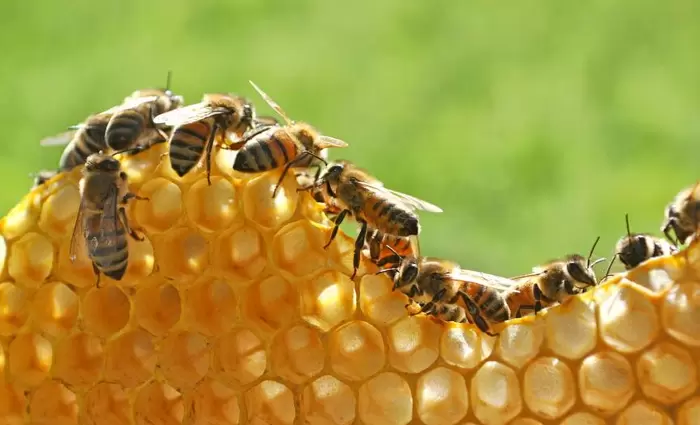 Υπ. Γεωργίας: Συνεχής η προσπάθεια της Κυβέρνησης για στήριξη της μελισσοκομίας