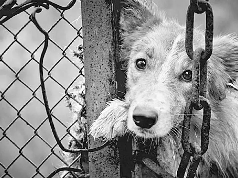 Καμπάνα μέχρι €20.000 για κακοποίηση ζώων