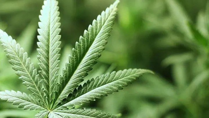 Καναδάς: Εταιρεία προσλαμβάνει «ερασιτέχνες» για δοκιμή κάνναβης