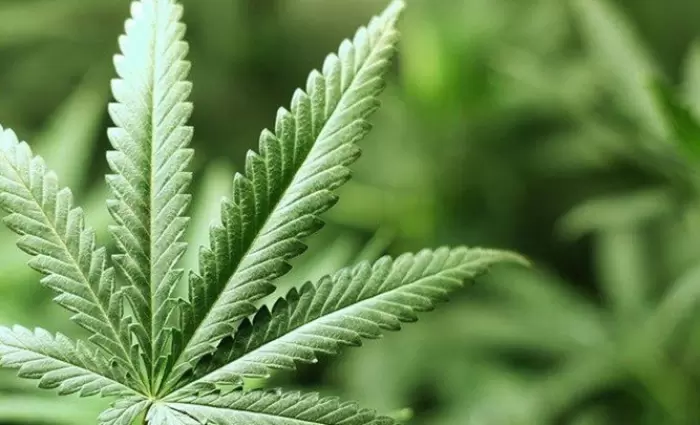 Καναδάς: Εταιρεία προσλαμβάνει «ερασιτέχνες» για δοκιμή κάνναβης