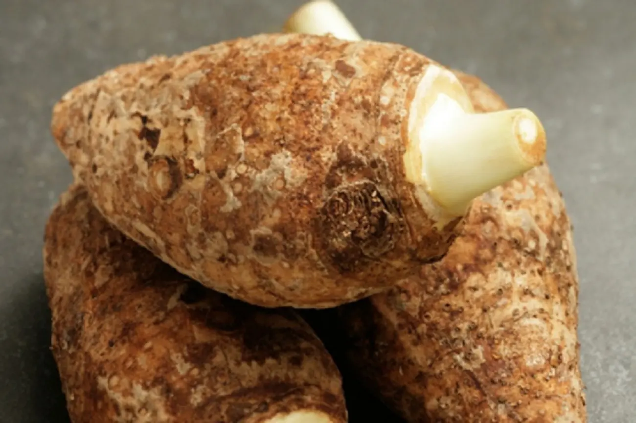 Στο φεστιβάλ Χαλκιδικής το κυπριακό κολοκάσι 