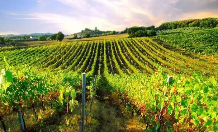 Ρίχνουν 1,65 εκατομμύρια ευρώ στο κυπριακό κρασί