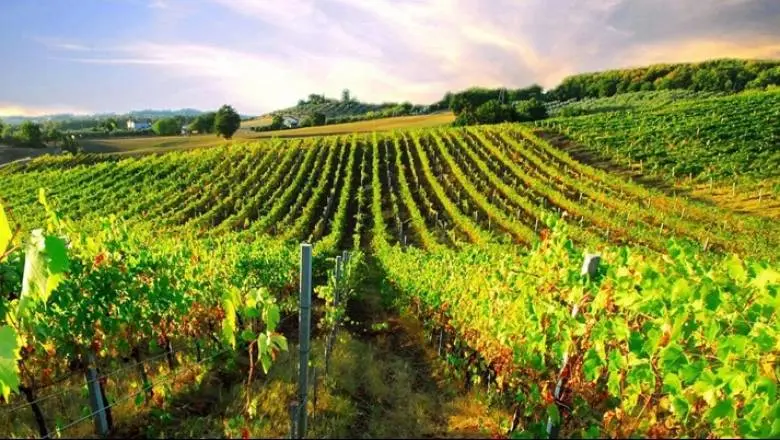 Ρίχνουν 1,65 εκατομμύρια ευρώ στο κυπριακό κρασί