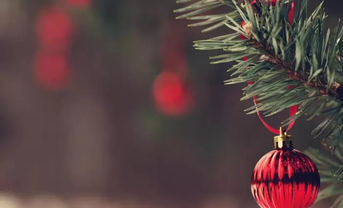 Χριστουγεννιάτικα δέντρα από το Τμ. Δασών - Όλες οι πληροφορίες