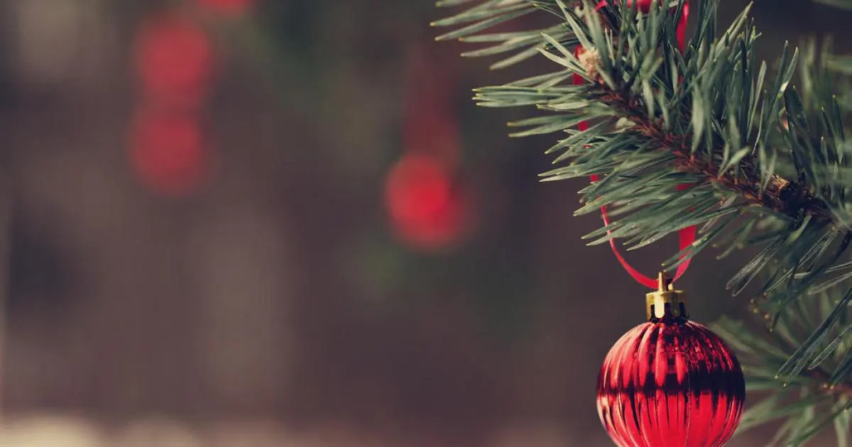 Χριστουγεννιάτικα δέντρα από το Τμ. Δασών - Όλες οι πληροφορίες