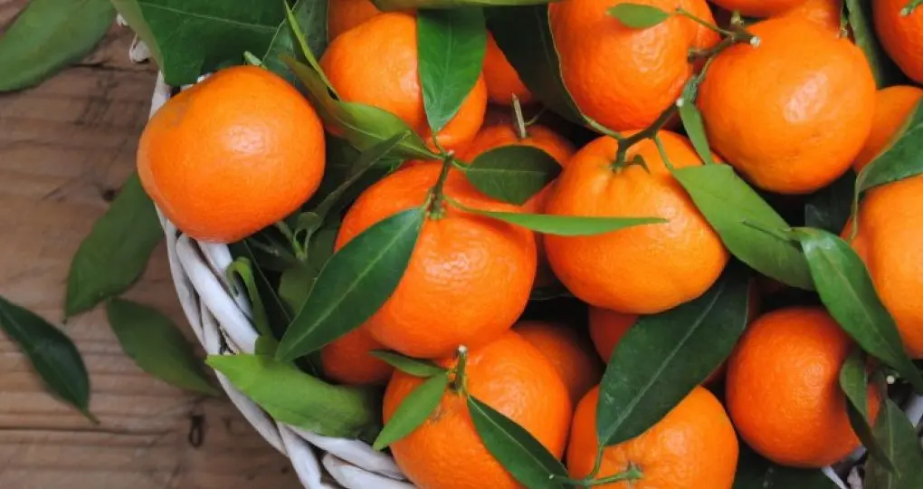 Η Κυβέρνηση στηρίζει τον πρωτογενή τομέα, δήλωσε ο Υπ. Γεωργίας