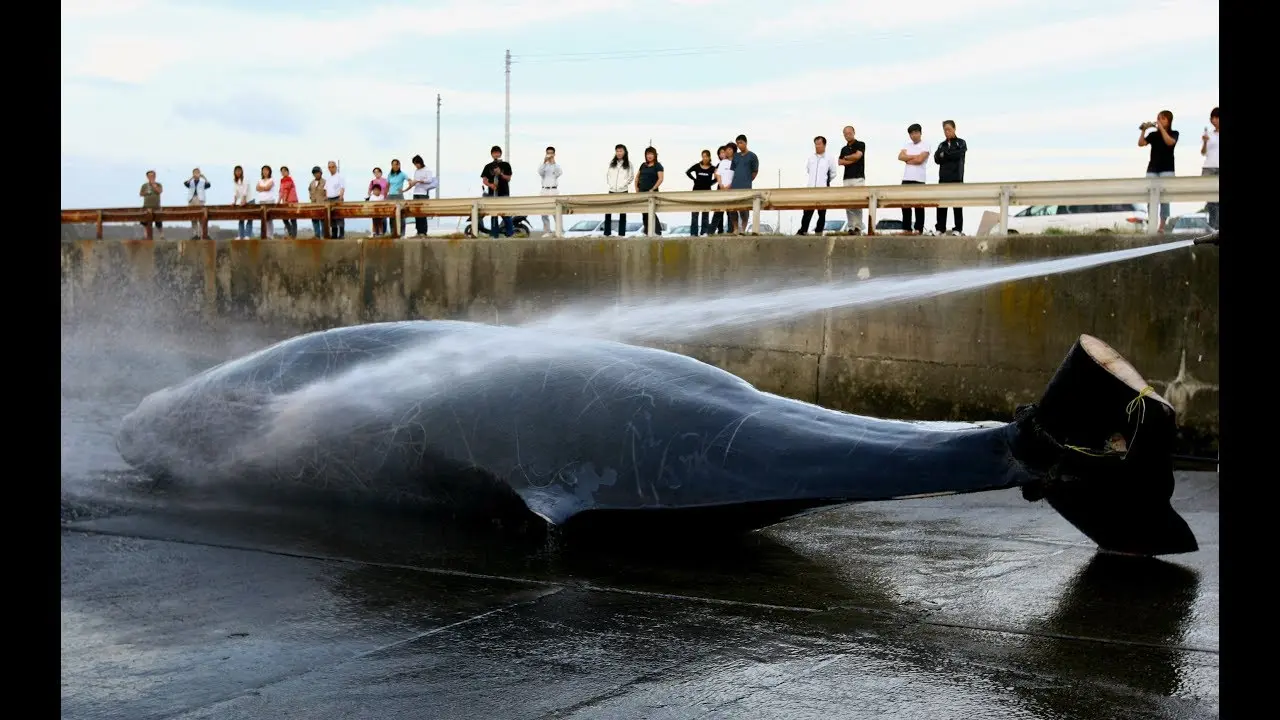 Ιαπωνία: Αρχίζει ξανά μετά από 30 χρόνια το κυνήγι φαλαινών