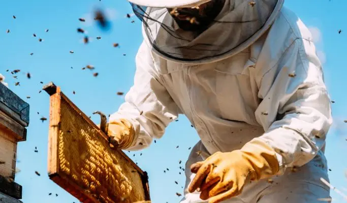 Έκτακτη βοήθεια €350.000 προς του μελισσοκόμους αποφάσισε το Υπουργικό