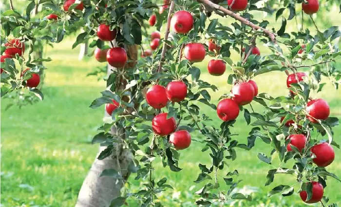 Πόσα εκατομμύρια αξίζουν τα μήλα που παράγονται στην Κύπρο;