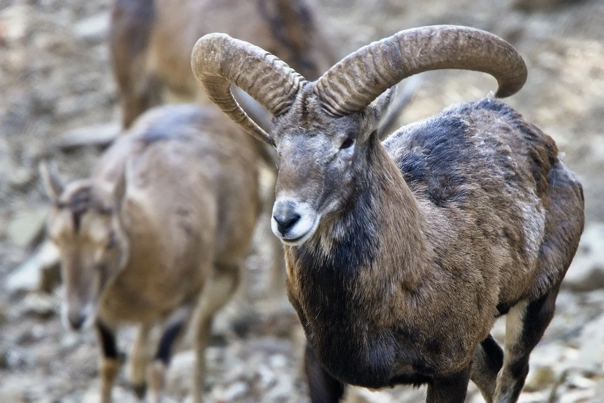 Σχέδια για προστασία των καλλιεργειών από τα αγρινά
