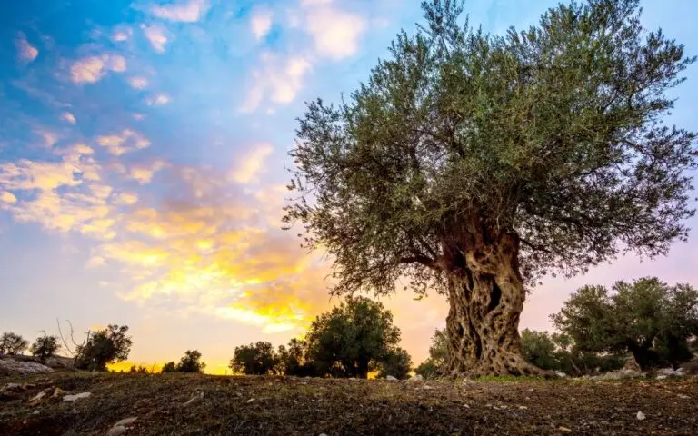 Επιστρέφει η ομαλότητα στην αγορά ελαιολάδου – Στο μισό πέφτουν οι τιμές