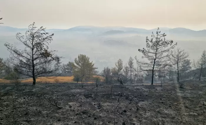 Λεμεσός: 4.353 τεμάχια έγιναν «στάχτη» - Τι θα γίνει με τις αποζημιώσεις