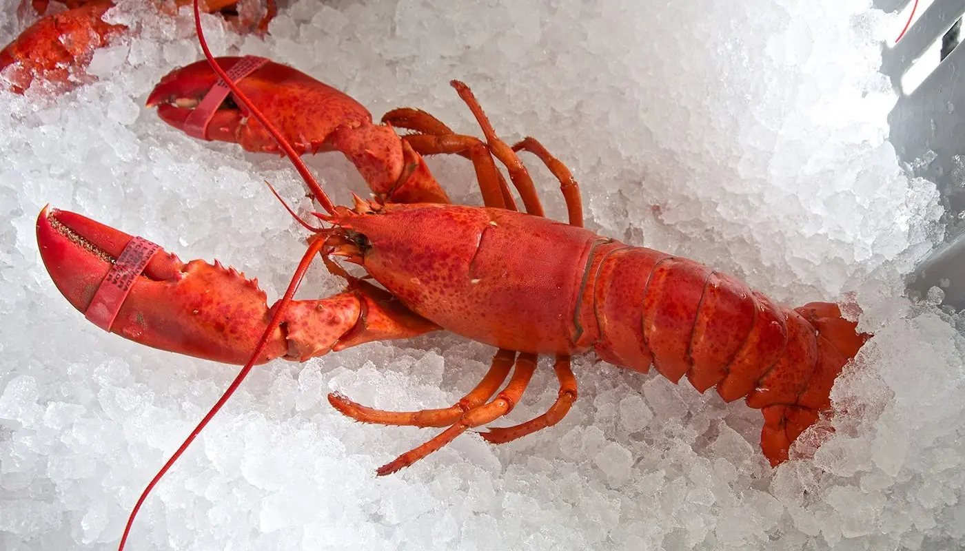 Ε.Ε: Κατάργηση των δασμών για αστακούς από τις ΗΠΑ