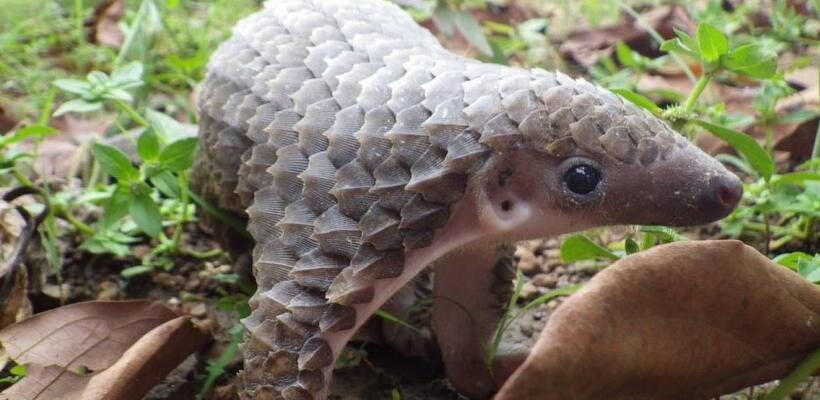 Ερευνητές εντοπίζουν την προέλευση του κορωνοϊού στις νυχτερίδες