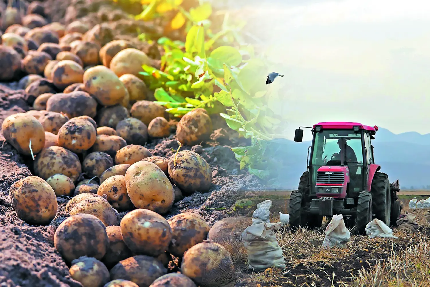 Ουραγός στην παραγωγή πατάτας η Κύπρος (ΠΙΝΑΚΕΣ)