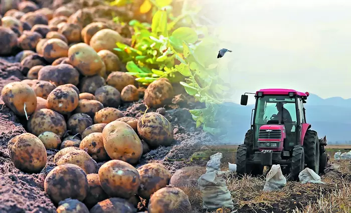 Ουραγός στην παραγωγή πατάτας η Κύπρος (ΠΙΝΑΚΕΣ)