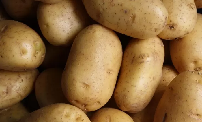 Γιατί η κυπριακή πατάτα καθυστερεί να φθάσει στους καταναλωτές