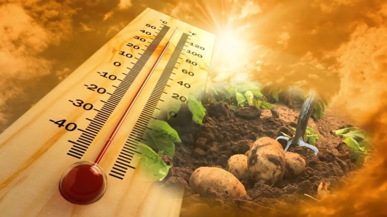 Πρωτόγνωρες οι επιπτώσεις του καύσωνα: Βγαίνουν… ψημένες οι πατάτες από το έδαφος
